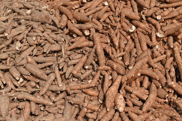 Many cassavas for sell in the market, Closeup detail