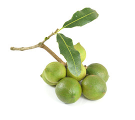 macadamia nuts on white background