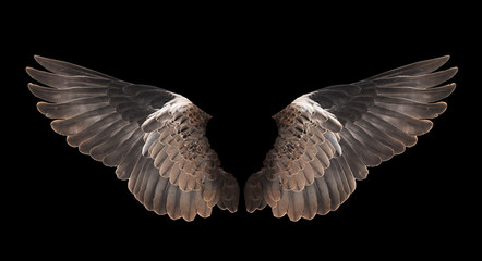 bird wing isolated on black background