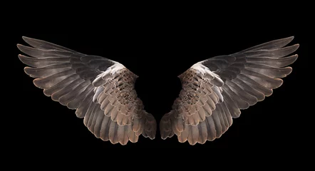 Zelfklevend Fotobehang bird wing isolated on black background © anatchant