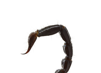 Scorpion of a white background. - 76342548