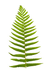Green fern leaf isolated on white