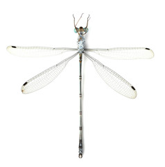 Dragonfly on a white background