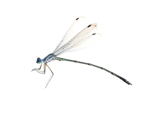 Dragonfly on a white background