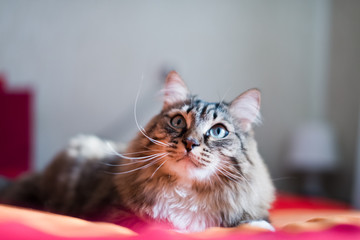 Grey cat looking up on bed