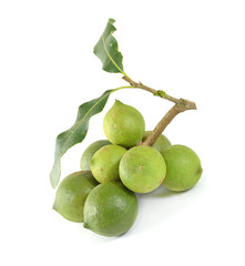 macadamia nuts on white background