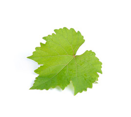 Fototapeta premium Leaves grape isolated on white background