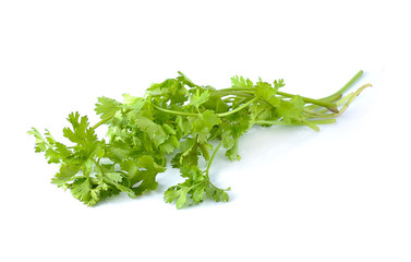 Coriander on white background