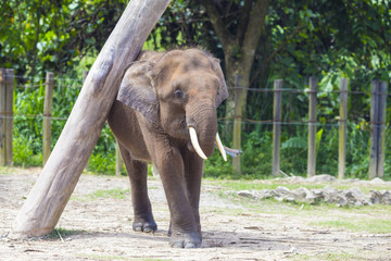 Fototapeta na wymiar Indian Elephant child, Malaisia..