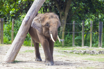 Fototapeta premium Indian Elephant child, Malaisia..
