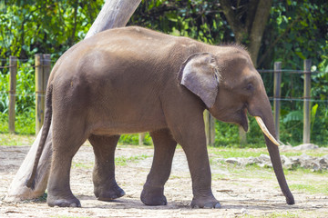 Fototapeta premium Indian Elephant child, Malaisia..