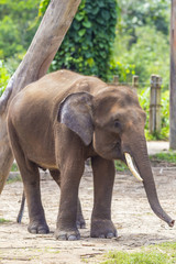 Fototapeta premium Indian Elephant child, Malaisia..