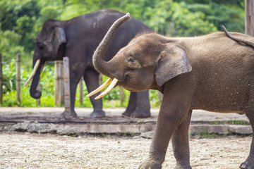 Fototapeta na wymiar Indian Elephants, Malaisia..