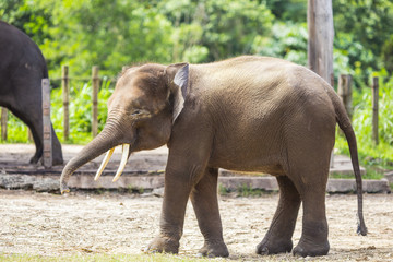 Indian Elephant child, Malaisia..