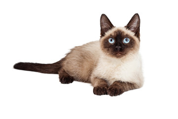 Siamese Kitten Laying Lookign Forward