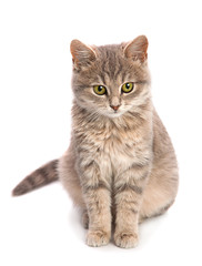 Gray cat sitting