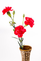 closeup carnation flower on white background