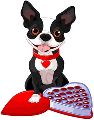 Valentine day Boston terrier