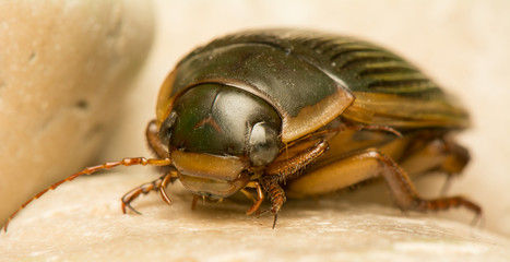 Dytiscus marginalis