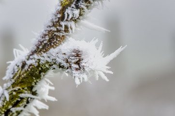 frost on plants