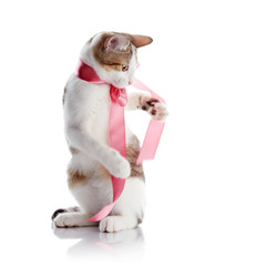 Naklejka premium The kitten plays with a pink tape