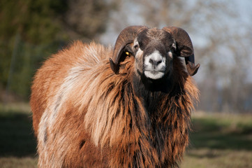 Obraz premium Sheep Ram