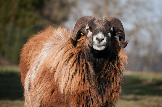 Sheep Ram