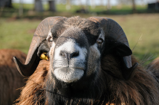 Schafsbock