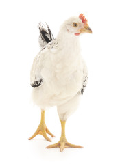 white hen