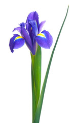 Blue iris
