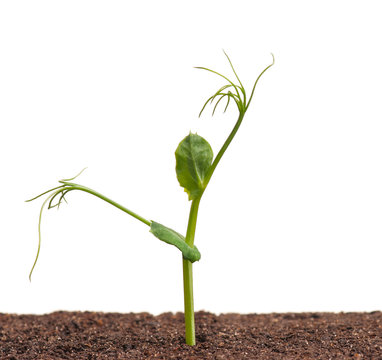 Sprouted pea