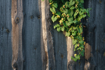 Leaves hop on the background of the fence