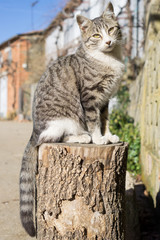 Obraz premium Cat over log, front view
