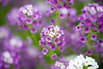 Alyssum Flowers