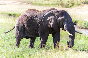 Fototapeta premium elephant walking in the savanna