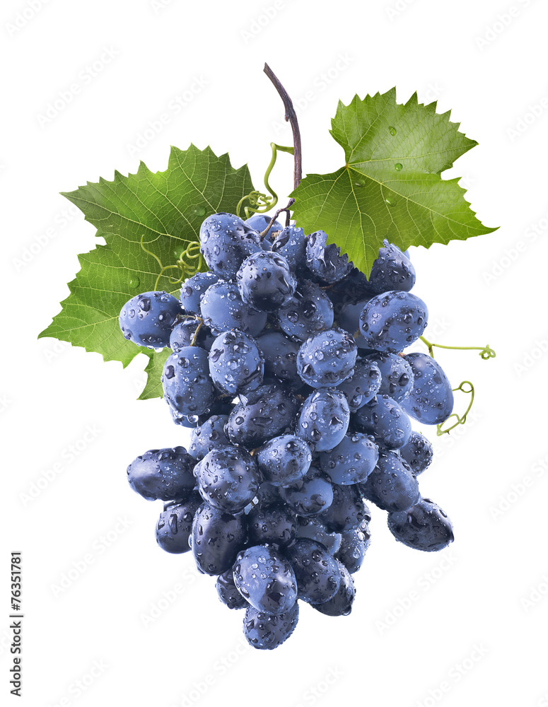 Wall mural Big wet blue grapes bunch and leaves isolated on white