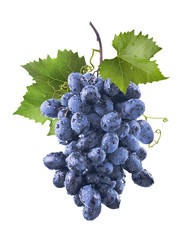 Big wet blue grapes bunch and leaves isolated on white - obrazy, fototapety, plakaty