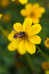 Bee on yellow flower