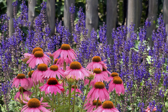 Steppen-Salbei; Salvia nemorosa, roter, Sonnenhut