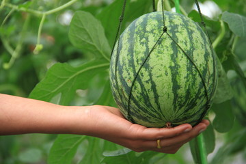 Watermelon is grown in greenhouses