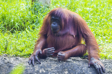 Orangutan in Sumatra, Indonesia