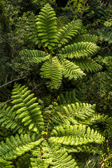 沖縄やんばるのヒカリヘゴ