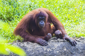 Obraz premium Orangutan in Sumatra, Indonesia