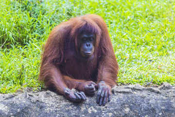 Orangutan in Sumatra, Indonesia