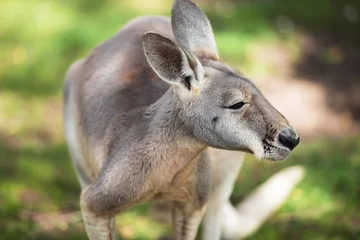 Acrylic prints Kangaroo An Australian kangaroo outdoors on the grass.