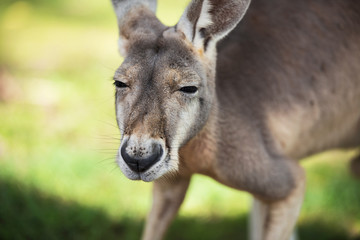 An Australian kangaroo outdoors on the grass.