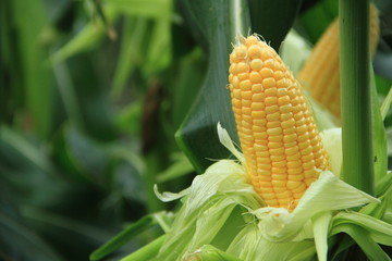 Corn on the stalk in the field