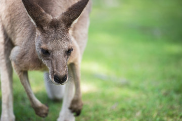 Naklejka na ściany i meble An Australian kangaroo outdoors on the grass.