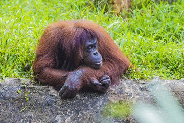 Orangutan in Sumatra, Indonesia