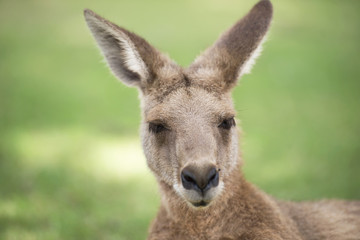 Un kangourou australien à l& 39 extérieur sur l& 39 herbe.